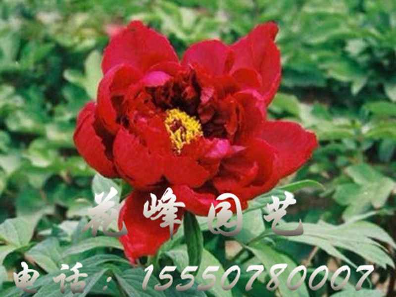 太陽(yáng)